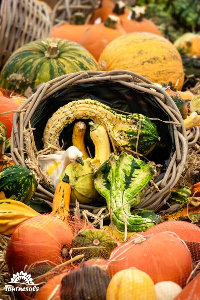 Assortiment vibrant de coloquintes multicolores, ornements d'automne parfaits pour Halloween.